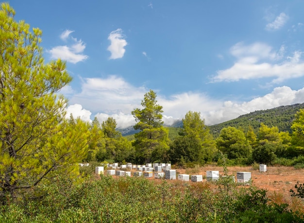 Rucher écologique dans une forêt de pins sur l'île d'Eubée en Grèce