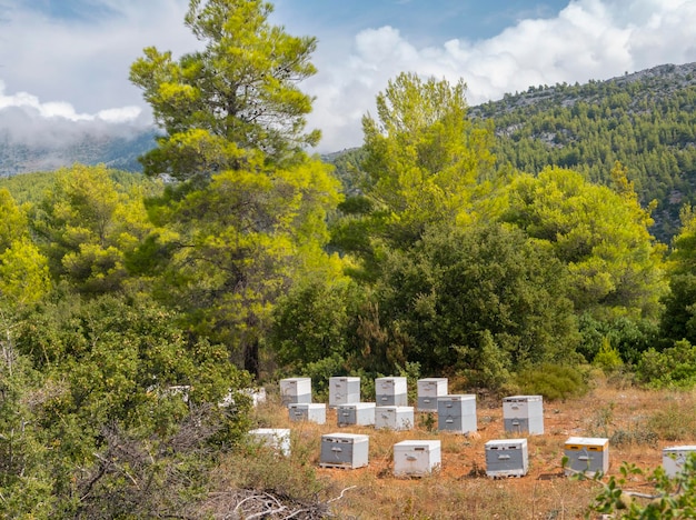 Rucher écologique dans une forêt de pins sur l'île d'Eubée en Grèce