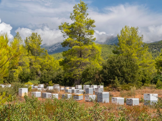 Rucher écologique dans une pinède sur l'île d'Eubée en Grèce