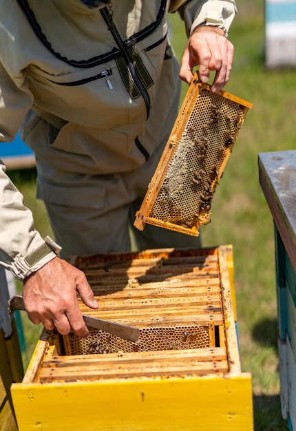 Rucher de miel d'été Cadres de ruche en bois avec des abeilles