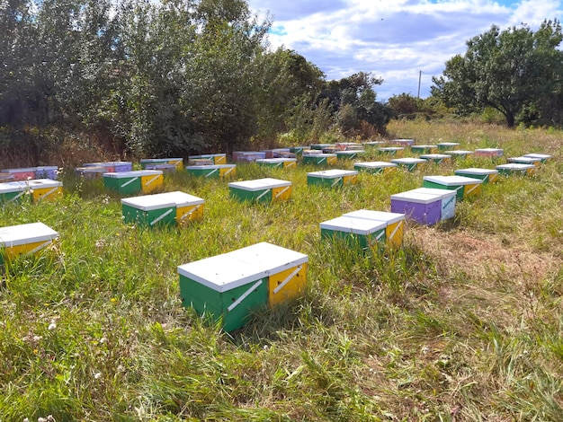 Rucher avec des ruches colorées pour les abeilles qui extraient le miel