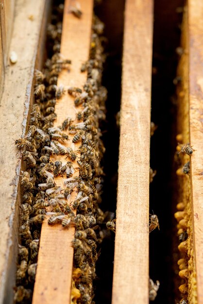 Photo des ruches d'abeilles en charge des abeilles avec des nids d'abeilles et des abeilles d'abeilles a ouvert la ruche pour mettre en place un cadre vide avec de la cire pour la récolte du miel