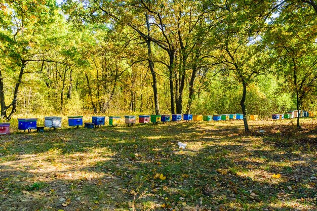 Ruches d'abeilles multicolores au rucher dans la forêt