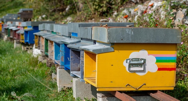 Ruches en bois colorées