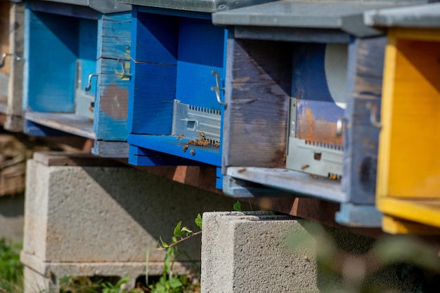 Ruches en bois colorées