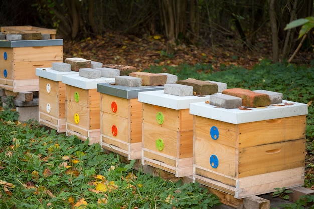 Ruches en bois Ruches avec abeilles