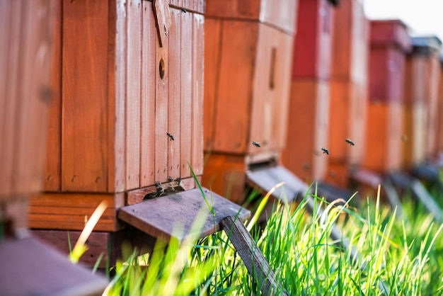 Ruches en bois traditionnelles en plein air dans les abeilles des prés récoltant le pollen des fleurs