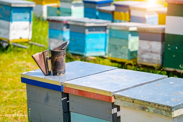 Ruches colorées d'abeilles sur un pré en été Ruches dans un rucher avec des abeilles volant vers les planches d'atterrissage Apiculture Fumeur d'abeille sur la ruche