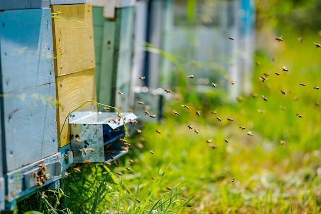 Ruches colorées d'abeilles sur un pré en été. Ruches dans un rucher avec des abeilles volant vers les planches d'atterrissage. Apiculture. Fumeur d'abeille sur ruche.