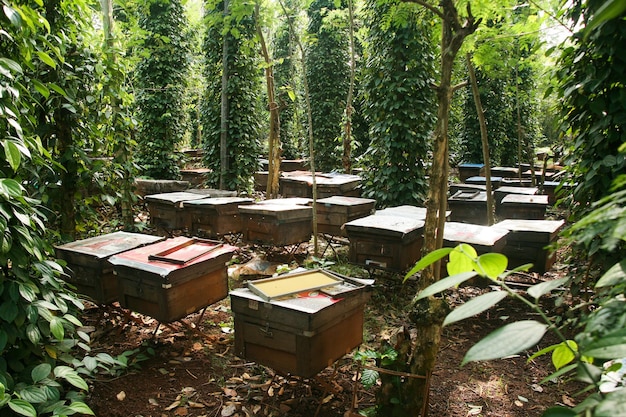 Ruches dans un rucher avec des abeilles volant vers les planches d'atterrissage, cadres d'une ruche d'abeilles. Inspecteur apiculteur