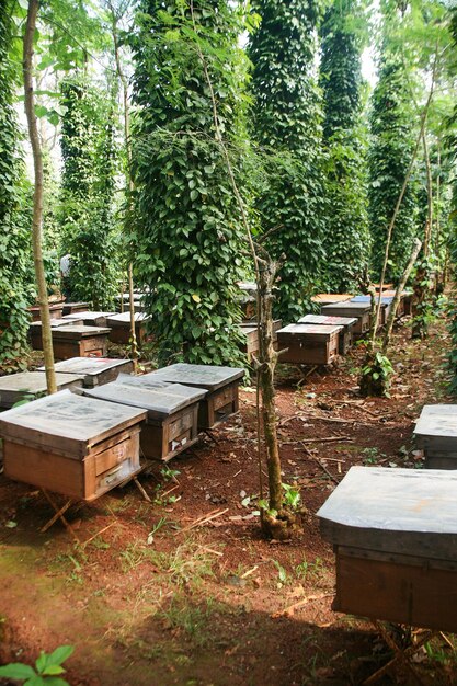 Ruches dans un rucher avec des abeilles volant vers les planches d'atterrissage, cadres d'une ruche d'abeilles. Inspecteur apiculteur