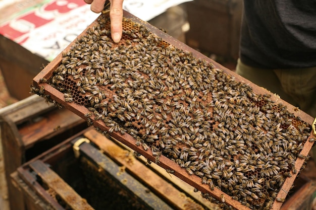 Ruches dans un rucher avec des abeilles volant vers les planches d'atterrissage, cadres d'une ruche d'abeilles. Inspecteur apiculteur