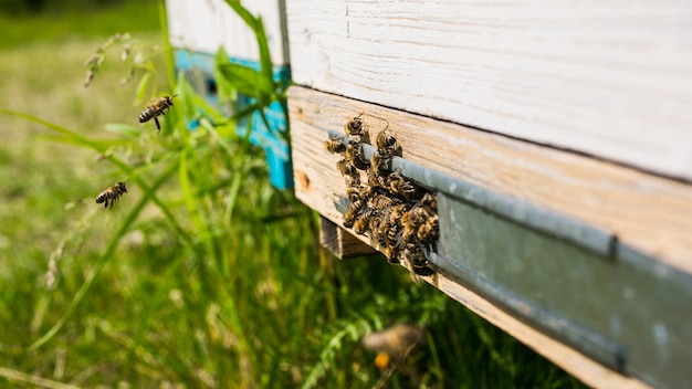 Ruches Dans Un Rucher Avec Des Abeilles Volant Vers Les Planches D'atterrissage Dans Un Jardin Verdoyant