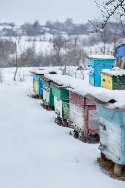 Ruches de groupe dans le jardin d'hiver avec couverture de neige