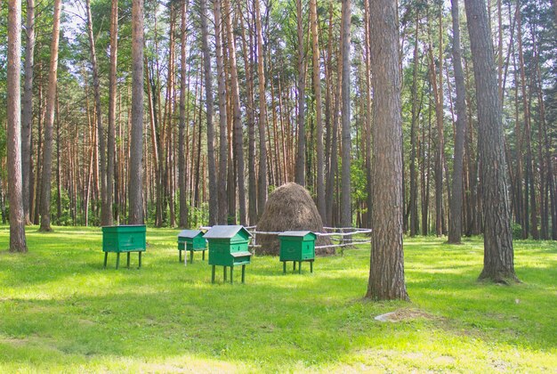 Les ruches sont sur un pré vert dans la forêt