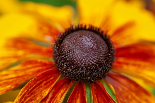 Rudbeckia fleur macro