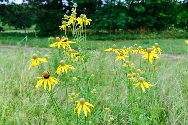 Rudbeckia jaune vif ou Black Eyed Susan fleurs