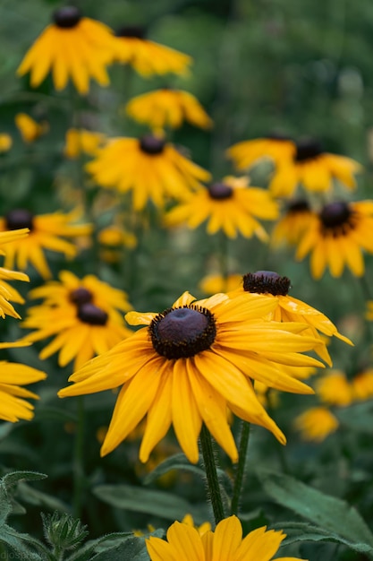 Rudbeckia plante les fleurs jaunes et brunes d'Asteraceae noms communs d'échinacées et de susans aux yeux noirs Sentiment positif et heureux au printemps donné par les fleurs