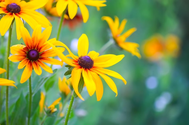 Rudbeckia plantes échinacées ou susan aux yeux noirs