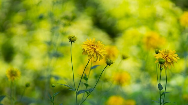 Rudbeckie. Jardin de fleurs jaunes aux feuilles vertes. Fleurs jaunes de rudbeckia disséquées. Espace de copie