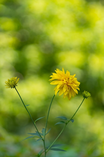 Rudbeckie. Jardin de fleurs jaunes aux feuilles vertes. Fleurs jaunes de rudbeckia disséquées. Espace de copie