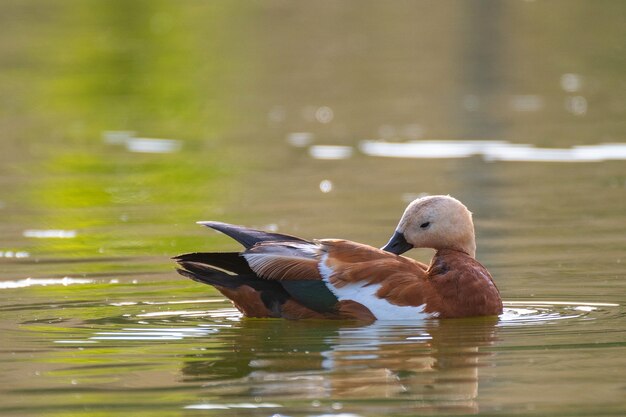 Ruddy Shelduck, Seul Oiseau Nage Sur Le Lac. Tadorna Ferruginea.