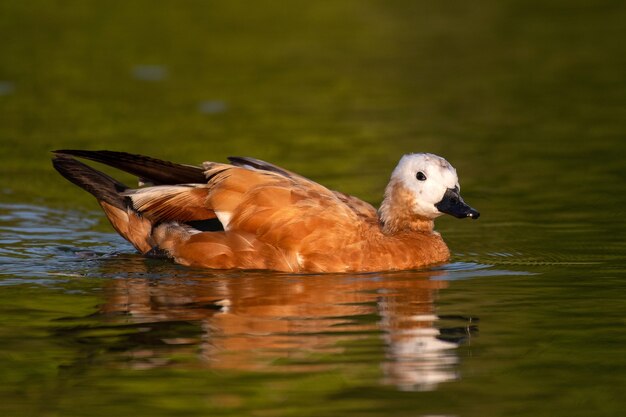 Ruddy Shelduck, un seul oiseau nage sur le lac. Tadorna ferruginea.