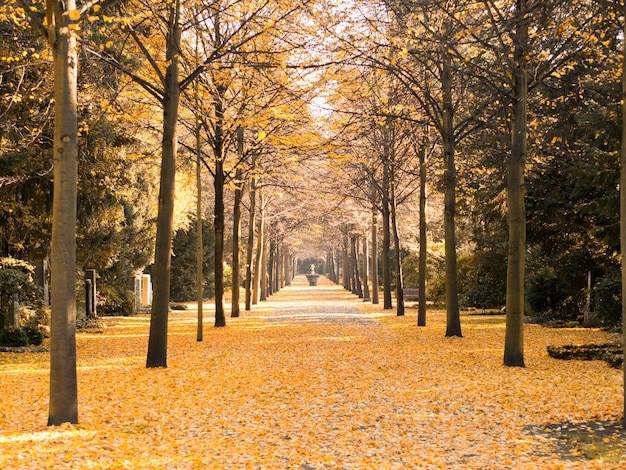 Une rue au milieu des arbres en automne