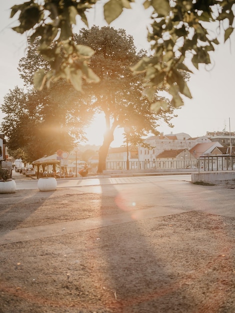 Une rue au milieu des arbres et des bâtiments de la ville