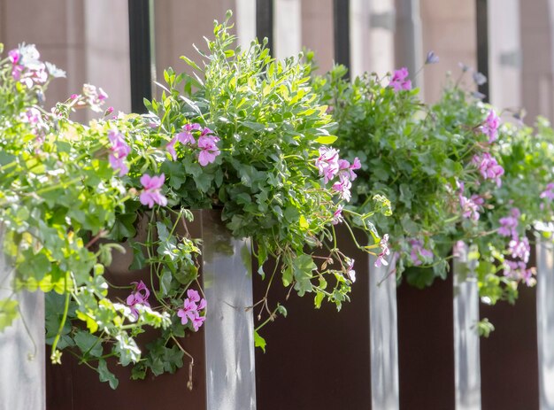 Photo rue décorée de fleurs close up