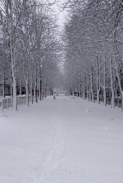 Rue d'hiver avec arbres et bancs enneigés. Allée d'hiver