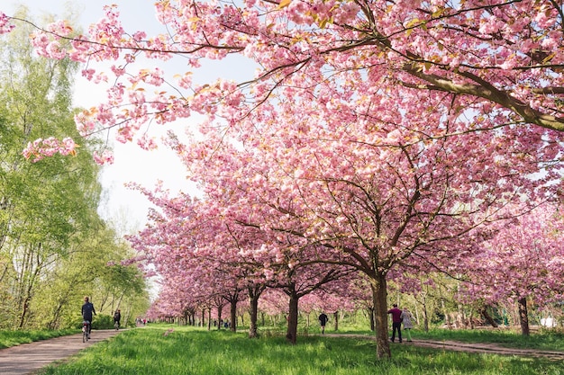 La rue piétonne d'automne Le paysage de l'arbre Sakura