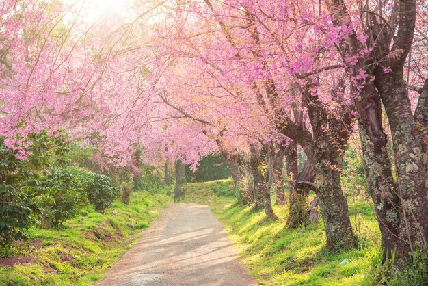 La rue piétonne d'automne Le paysage de l'arbre Sakura