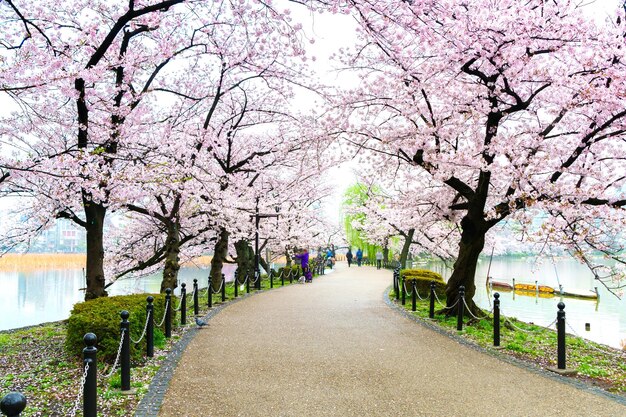 La rue piétonne d'automne Le paysage de l'arbre Sakura