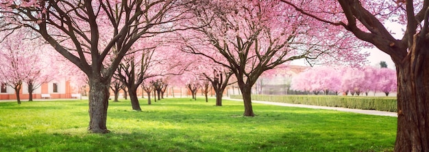 La rue piétonne d'automne Le paysage de l'arbre Sakura