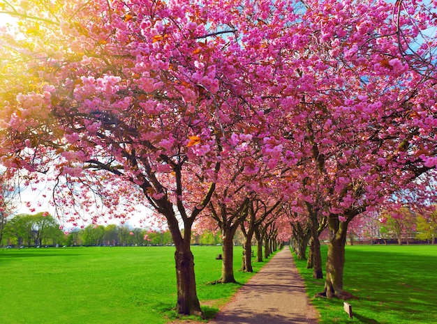 La rue piétonne d'automne Le paysage de l'arbre Sakura