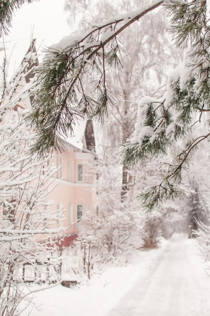 Rue et route dans la neige sur fond de branches de pin