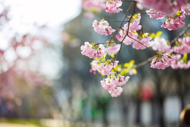 Rue Sakura. Vue sur l'arbre sakura en pleine floraison dans la rue