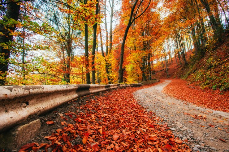 Photo ruelle d'automne. paysages spectaculaires du matin carpates ukraine europe