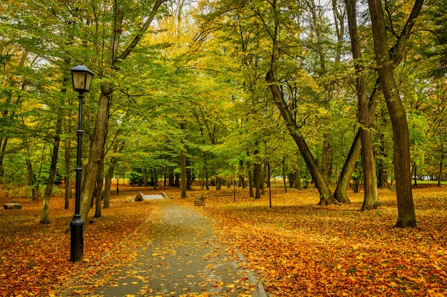 Ruelle d'automne