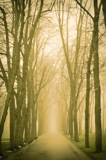 Ruelle brumeuse