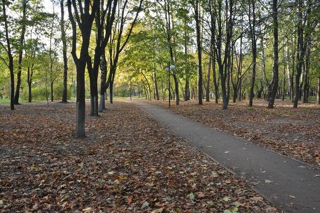 Ruelle dans le parc d'automne