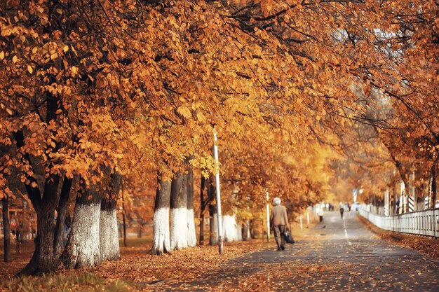 ruelle dans le paysage du parc d'automne, paysage saisonnier de la route jaune d'automne en octobre dans la ville