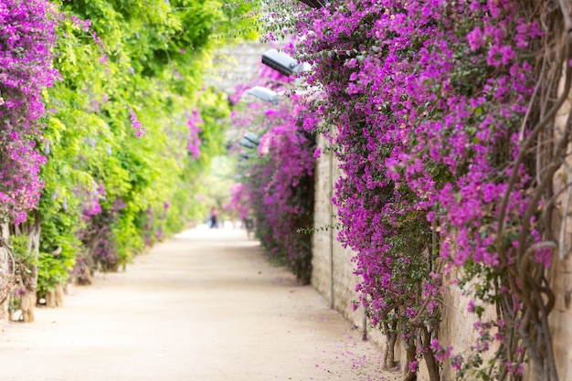 Ruelle avec des fleurs épanouies