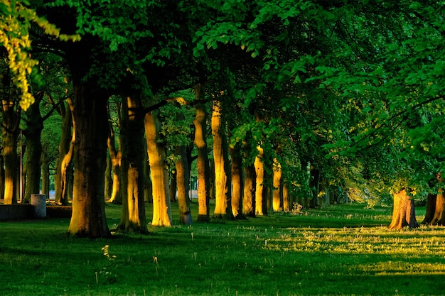 Ruelle verte avec des arbres au feuillage luxuriant en été au coucher du soleil