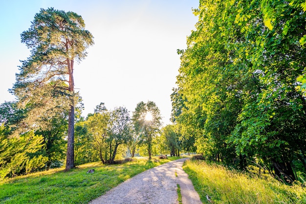 Ruelle verte du parc. Parc de ville. Grands arbres verts.