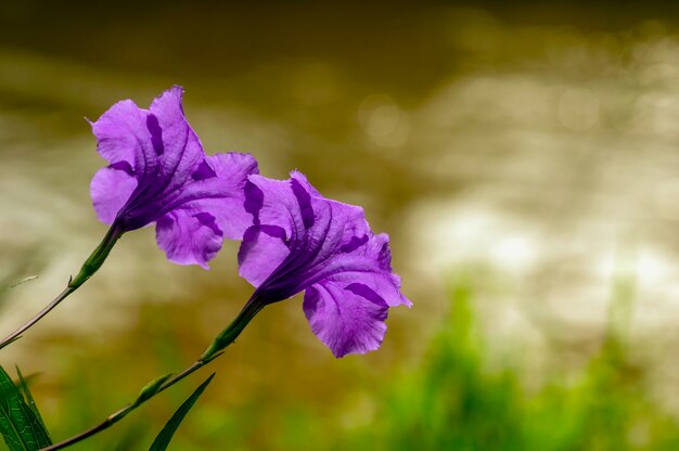 Ruellia simplex, le pétunia mexicain, la jacinthe du Mexique ou le pétunia sauvage de Britton, également appelé Kencana Ungu en Indonésie