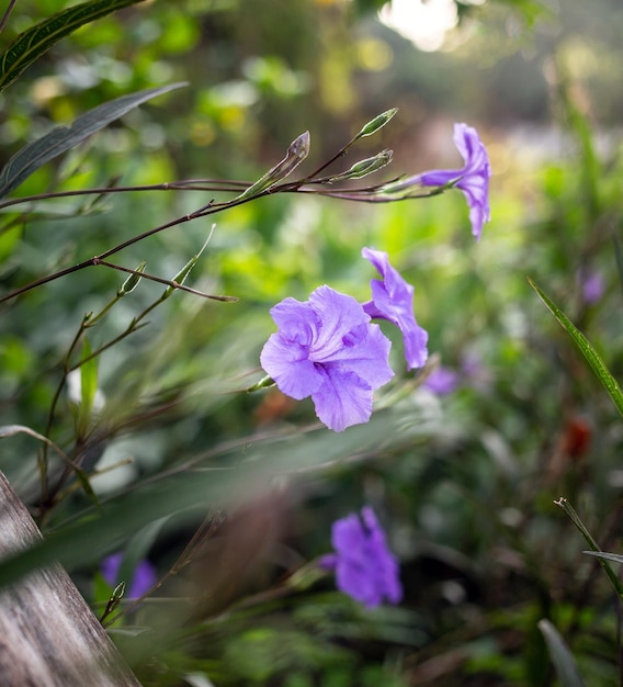 Ruellia tuberosa violet fleur belle fleur épanouie feuille verte fond violet de plus en plus au printemps