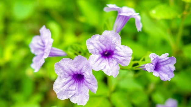 Ruellia tuberosa violet fleur belle fleur épanouie feuille verte fond violet de plus en plus au printemps