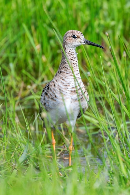 Ruff caché dans l'herbe haute des marais